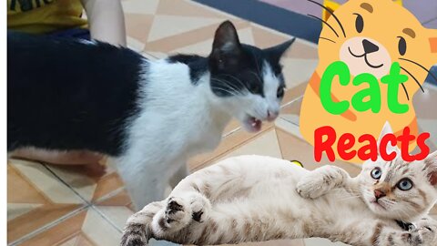Sharing My Cute Pets Cat and Puppy Dog Funny Moment REALISTIC CAT SOUND