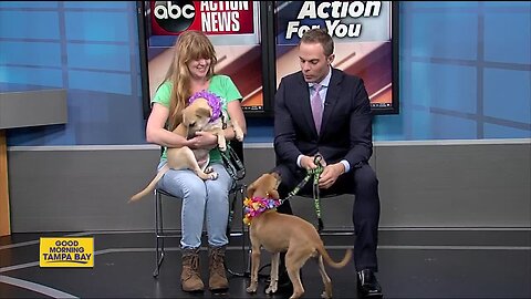 Pets of the week: 3-month-old Mulder and Scully want to investigate your home