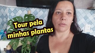 Tour pela minhas plantas-Família Flima