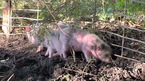 Another set of piglets