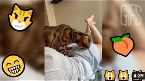 Best Funny Cats 😹 And Dogs 🐶 GIFS - Try Not To Laugh #14