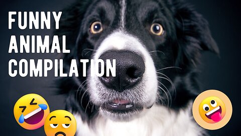 Hilarious Cat/ Animal Compilation 2024 😂 Best Funny Pet Videos!