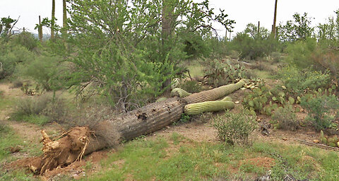 More Than 100 Saguaros Blow Over at National Park West