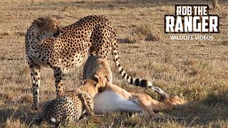Cheetah Family With An Impala Meal | Maasai Mara Safari | Zebra Plains