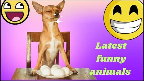 Funny animals doing funny things - funny animals hub - latest funny animals 😅😂🤣😭🥰
