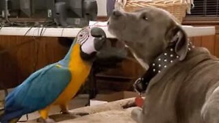 Macaw loves to play with pit bull collar