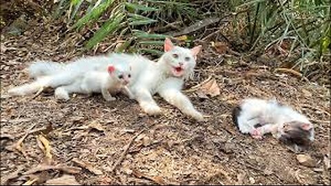 Mother Cat Worried Because Her Kitten Is Showing No Sign Of Life!