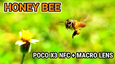 MACRO VIDEO SMARTPHONE // HONEY BEE