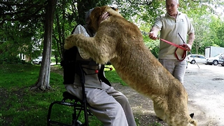 Young lion gives war hero a hug he'll never forget
