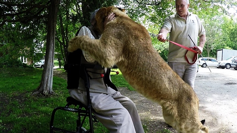 Young lion gives war hero a hug he'll never forget