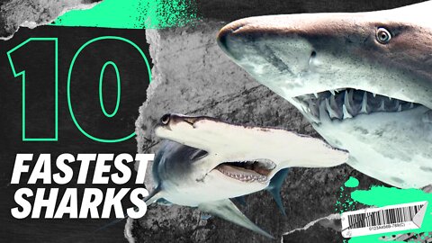 10 Of The Fastest Menacing Sharks In The World