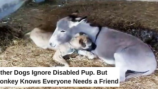 Other Dogs Ignore Disabled Pup. But Donkey Knows Everyone Needs a Friend