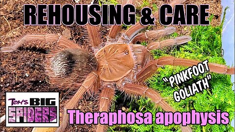 Theraphosa apophysis "Pinkfoot GOLIATH" Rehouse and Care *see description