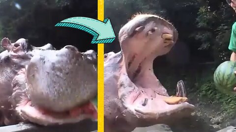 Hippo smash watermelon in one bite with the sound of chew