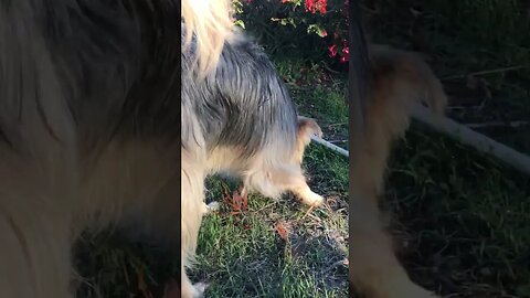 DOG Australian Shepherd Female Tracking | Strange Noises D.I.Y in 4D