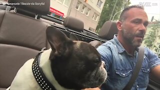Cane e padrone cantano insieme mentre guidano