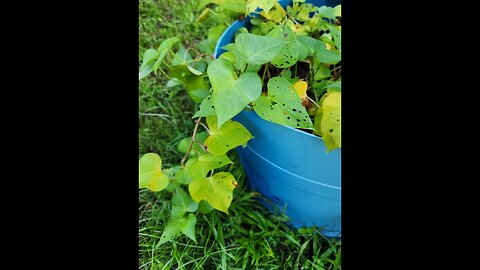 Florida Plant Profile #7: Sweet Potato