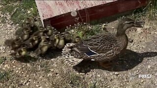 Mother and ducklings escorted from school