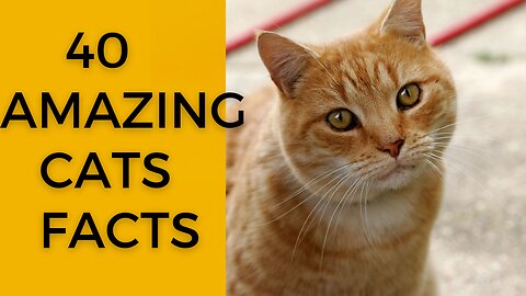 40 awesome cat facts to understand better tham