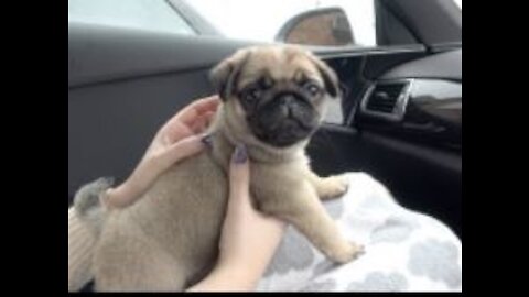 Bringing Winston Home! | 8 Week Old Pug Puppy #REPOST