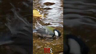 😃😄 #TITS - Japanese Tit Bathes in the Forest