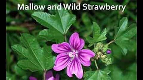 PFTTOT Part 120 Mallow and Wild Strawberry