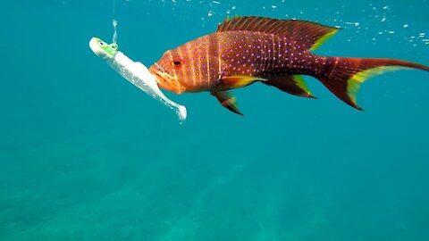 Underwater Fishing Footage - MAURITIUS