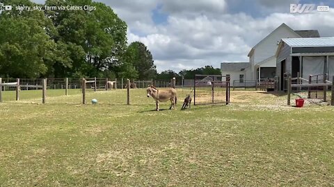 Burra pequena é rápida como uma égua!