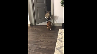 Ninja cat jumps over dog during their playtime