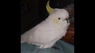 Smart cockatoo performs tricks for treats