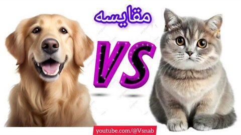 Dog VS Cat مقایسه سگ و گربه از نظر حیوان خانگی