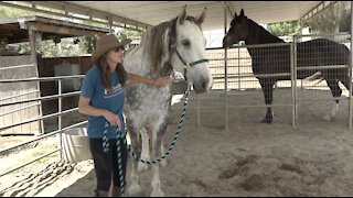 Horse rescue owner speaks out after Blossom Valley ranch tragedy