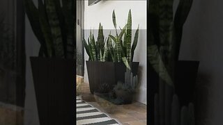 #shorts Plants Home | Transform Your Space with Stunning Indoor Plants