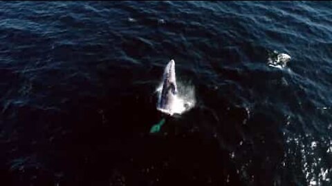 Fantastisk dronefilm av gråhvaler i California