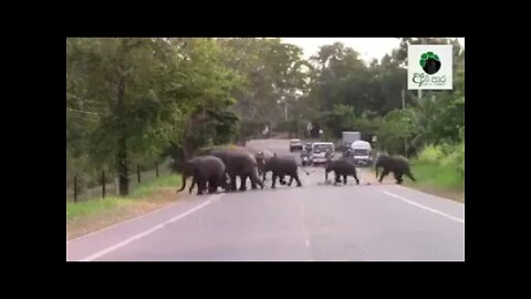 #Hundreds# #wild# #Elephants #cross# the # road#
