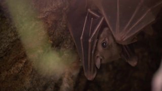What to know when it comes to bats and contracting rabies