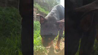 Cute puppy goes for a walk #shorts #short #viral #trending #subscribe