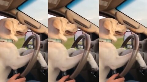 Best driving doggy