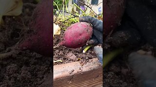 Backyard Sweet Potato Harvest