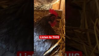 Weird Chicken Noise // #chicken / #funnyanimals / #homesteading / #shorts