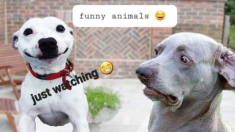 Funny animals part 3 😂