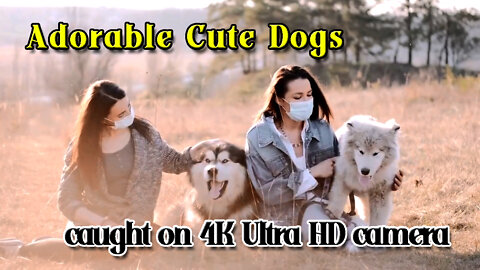 Cute 🐕 Dogs 🐶 having fun playing in 4K Ultra HD!!