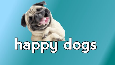 dog funny videos feel happy