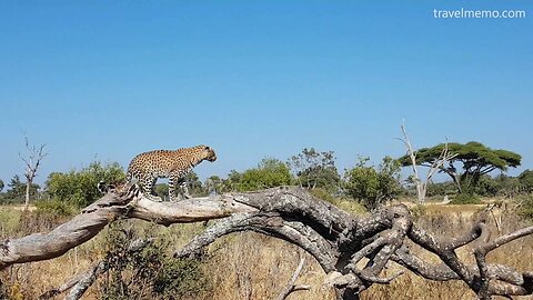 Hunting leopard in Moremi game reserve, Botswana