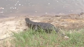 An Alligator Steals A Fish From A Girl