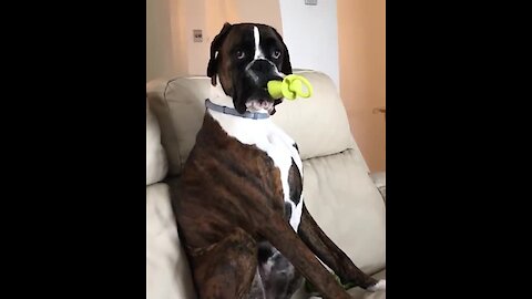 Hysterical Pup Chews On Pacifier Like A Little Baby