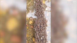 Ces fourmis en difficulté s'entraident pour survivre