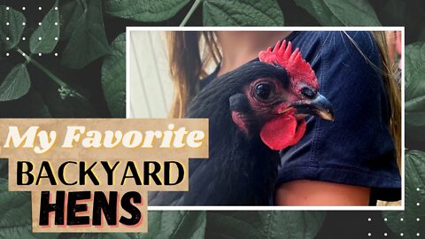 Best chicken breeds for pets | Barred Rock Chickens - Australorp Chickens - Easter Egger Chickens