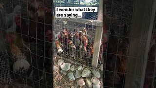 Listen to the MANY sounds of chickens #shorts #animals