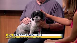 Pet of the week: Layla is a sweet 8-year-old Shih Tsu needing a home